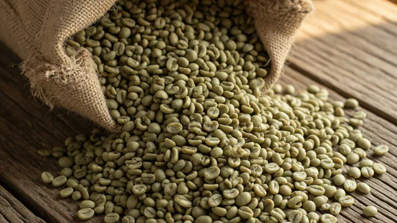Raw green coffee beans spilling from a burlap sack